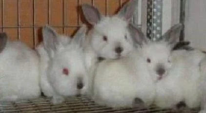 Кролики, крольчата - Харьков, Харьковская область