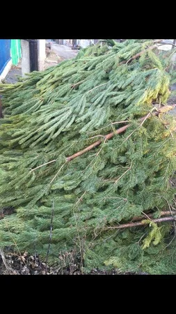 Продам ель,елка, сосна новогодняя,оптом 300р,большие, красивые - Енакиево, Донецкая область