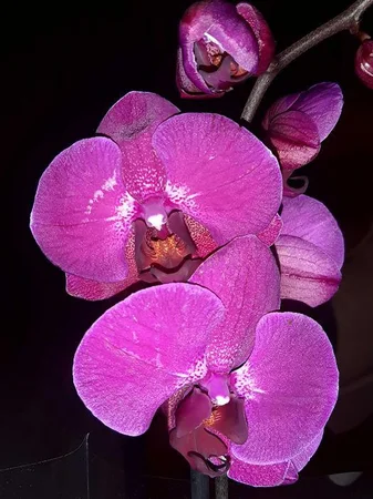 Орхідеї фаленопсис - Жашков, Черкасская область