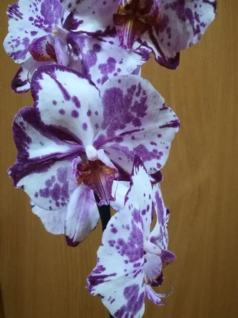 Продам орхидею 400 грн - Кременчуг, Полтавская область
