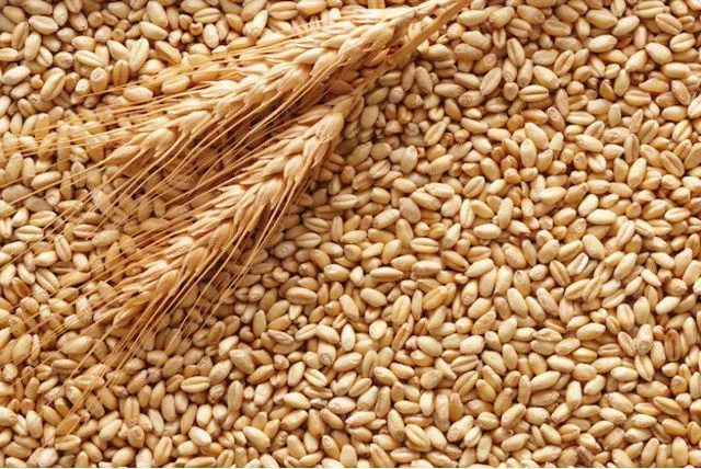 Пшениця 25 тон 6.90 - Копычинцы, Тернопольская область