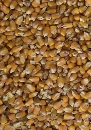 Продам зерно Кукуруза,овес,пщеница - Киев, Киевская область