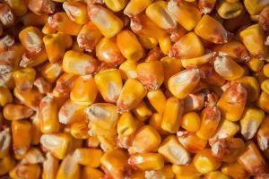 Продам зерно кукурудзи - Крыжополь, Винницкая область