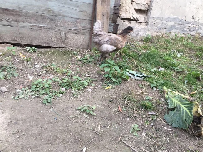 Инкубационное яйцо домашних кур - Барышевка, Киевская область