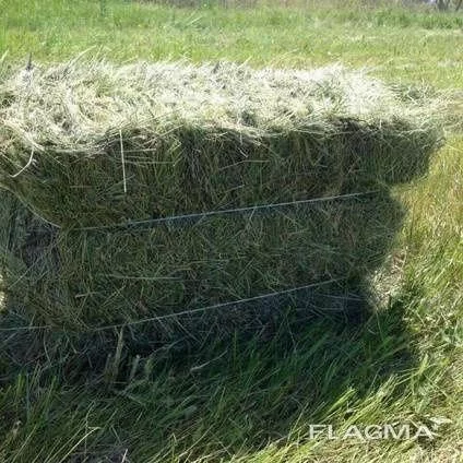 Продам сено в тюках - Богодухов, Харьковская область