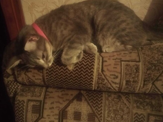 Пропала кошка по имени Сальма - Белгород-Днестровский, Одесская область