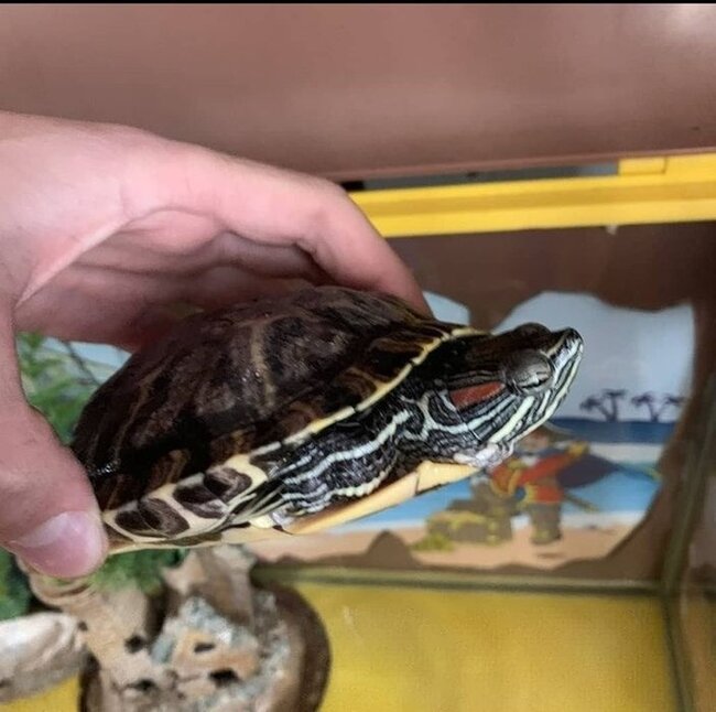 Продам черепаху з акваріумом - Снятын, Ивано-Франковская область