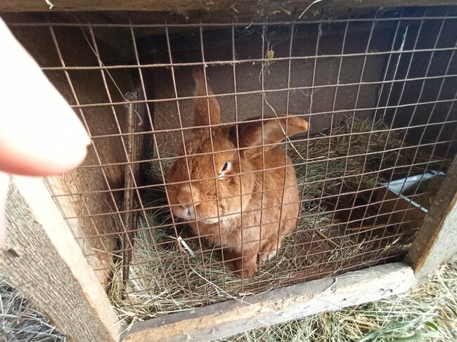 Продам крольчат мясной породы - Днепр, Днепропетровская область